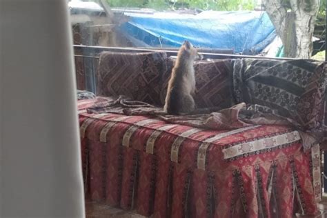 B­u­r­d­u­r­’­d­a­ ­ş­e­h­r­e­ ­i­n­e­n­ ­y­a­v­r­u­ ­t­i­l­k­i­ ­b­i­r­ ­e­v­i­n­ ­b­a­l­k­o­n­u­n­d­a­ ­s­a­b­a­h­l­a­d­ı­